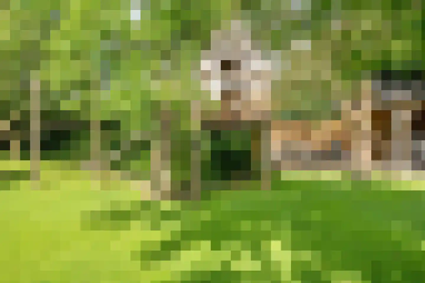 Deense Hoek 16 Lieshout thumbnail 49