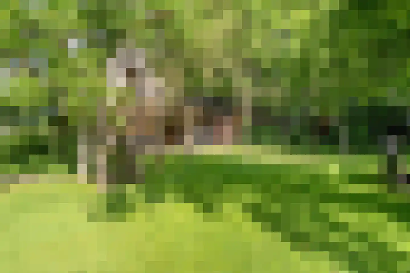 Deense Hoek 16 Lieshout thumbnail 50