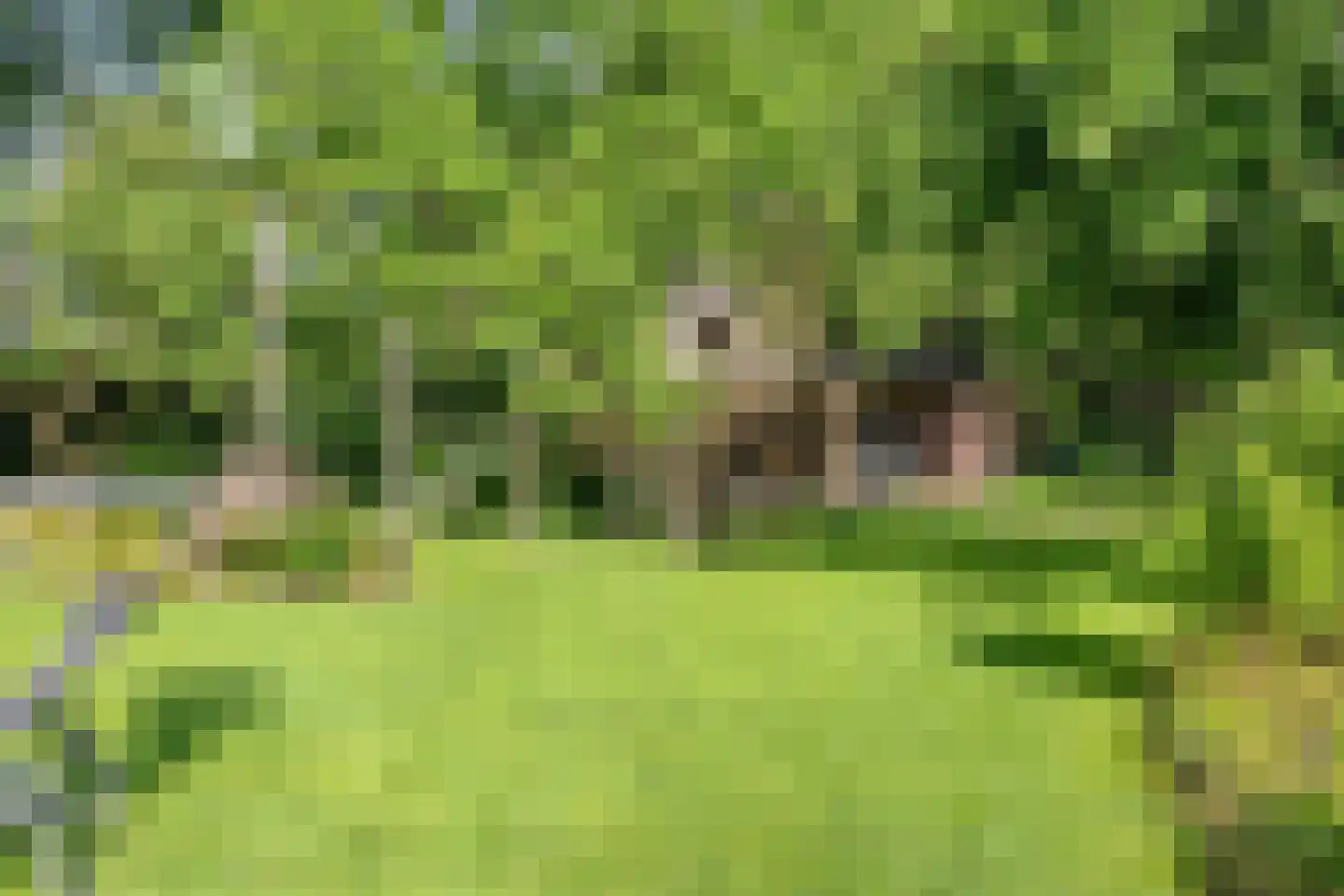 Deense Hoek 16 Lieshout thumbnail 65
