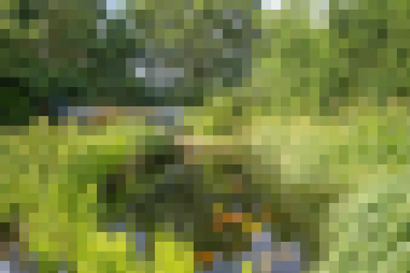 Deense Hoek 16 Lieshout thumbnail 72