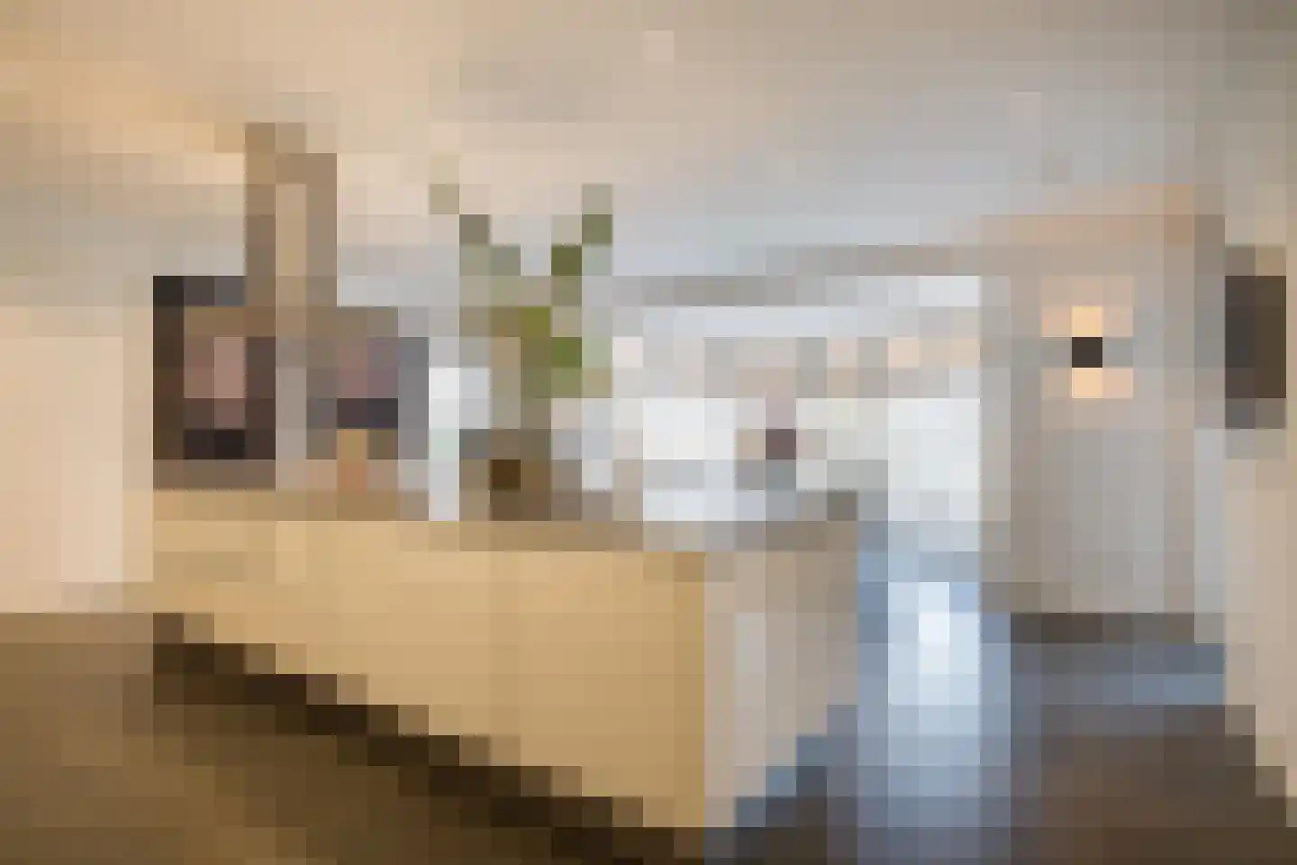 Deense Hoek 18 Lieshout thumbnail 17