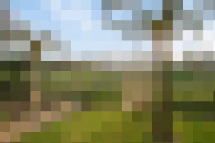 Deiffelen 17 's-Hertogenbosch thumbnail 42
