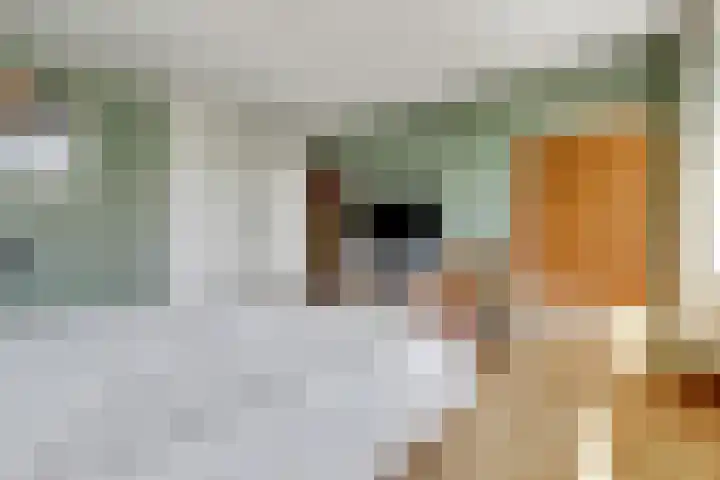 Deimospad 6 Spijkenisse thumbnail 14