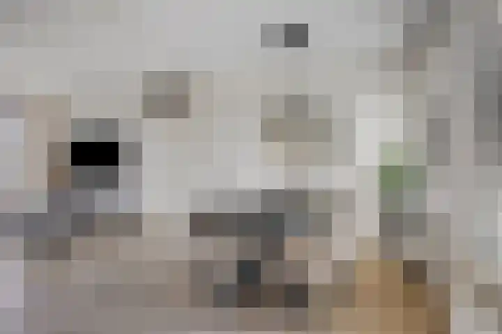 Dek 35 Almere thumbnail 11
