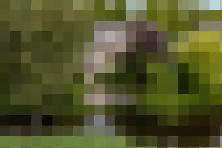 Dekamalaan 10 Sneek thumbnail 58