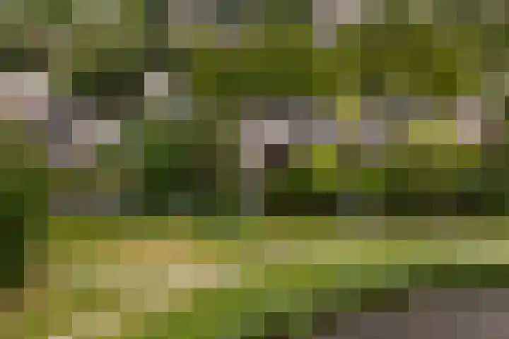 Dekamalaan 10 Sneek thumbnail 59