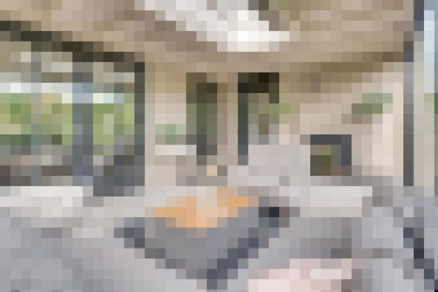 Dekanijstraat 5 Hilvarenbeek thumbnail 32