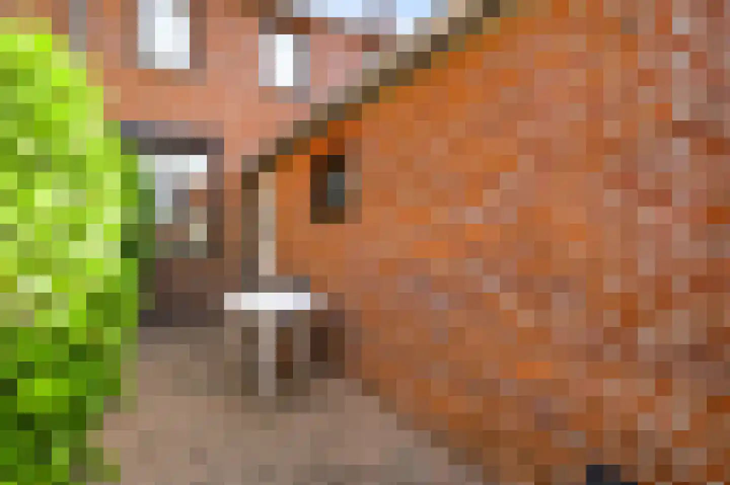 Deken Creemersstraat 49 Horst thumbnail 37