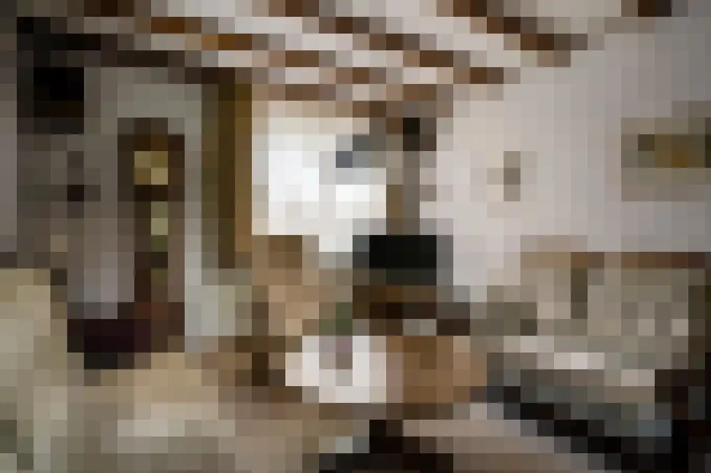 Deken Creemersstraat 49 Horst thumbnail 8