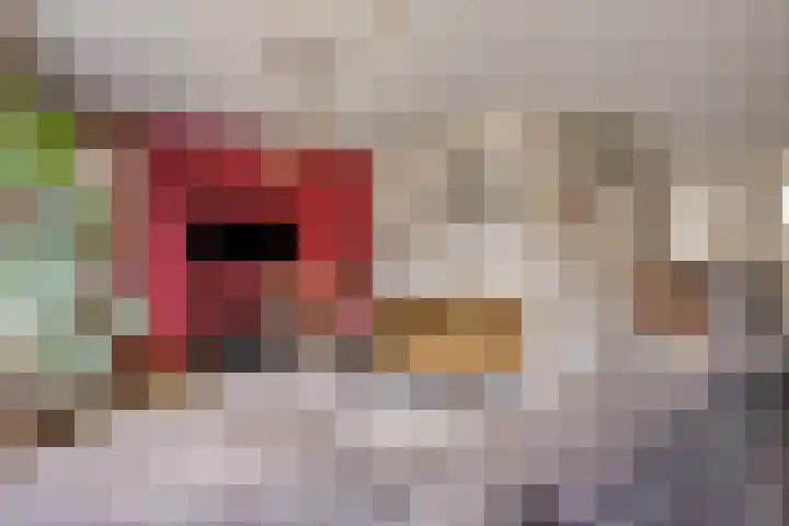 Deken Creemersstraat 64 Horst thumbnail 10