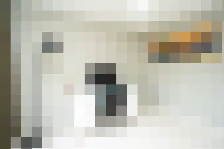 Deken de Raetstraat 8 Nijmegen thumbnail 23