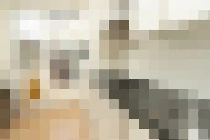 Deken de Raetstraat 8 Nijmegen thumbnail 8