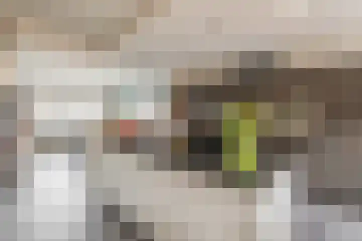 Deken van Dijkstraat 36 Schijndel thumbnail 12