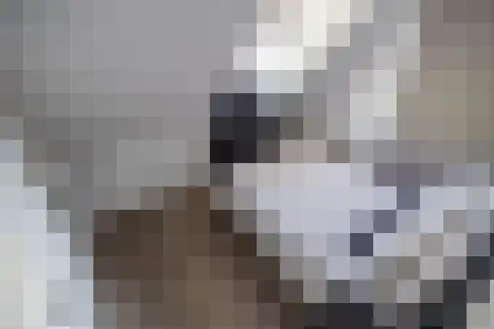 Delftsewallen 31 Zoetermeer thumbnail 20