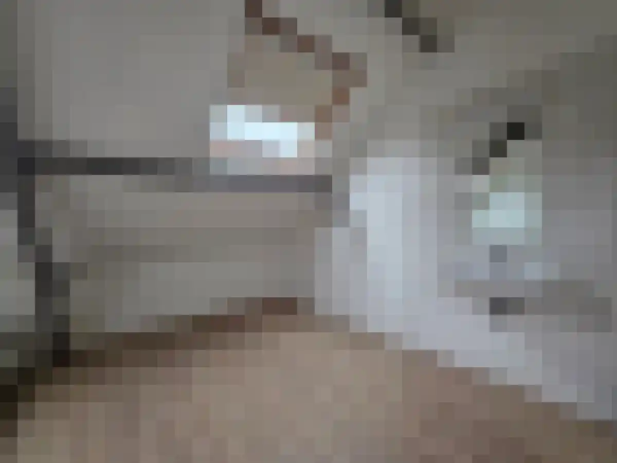 Delpratsingel Breda thumbnail 5
