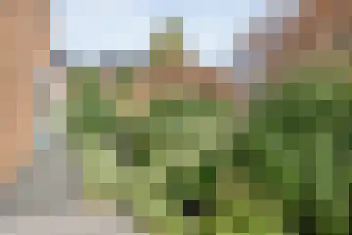 Delta 9 Kampen thumbnail 48