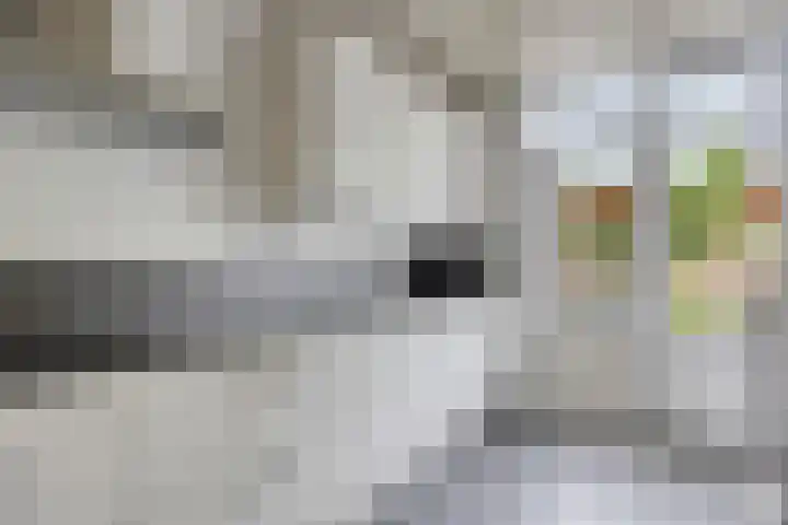 Demerstraat 6 Stramproy thumbnail 11