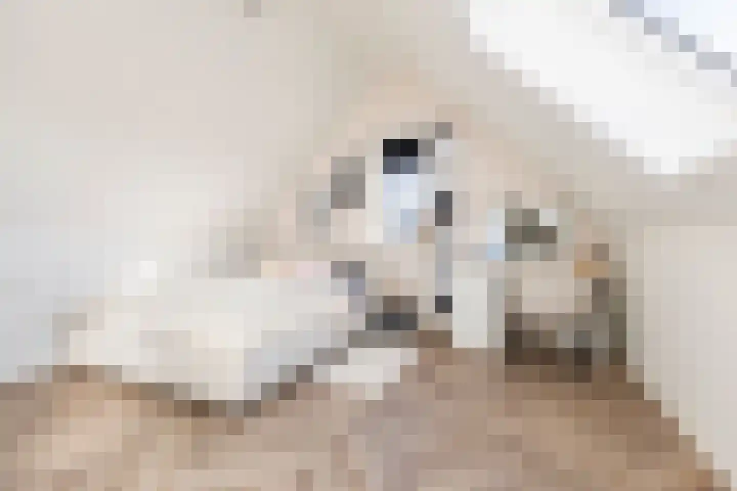 Den 55 Leek thumbnail 35