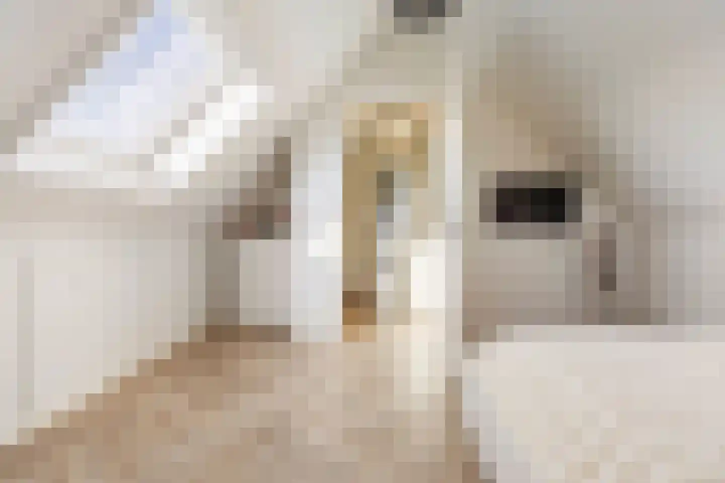 Den 55 Leek thumbnail 36