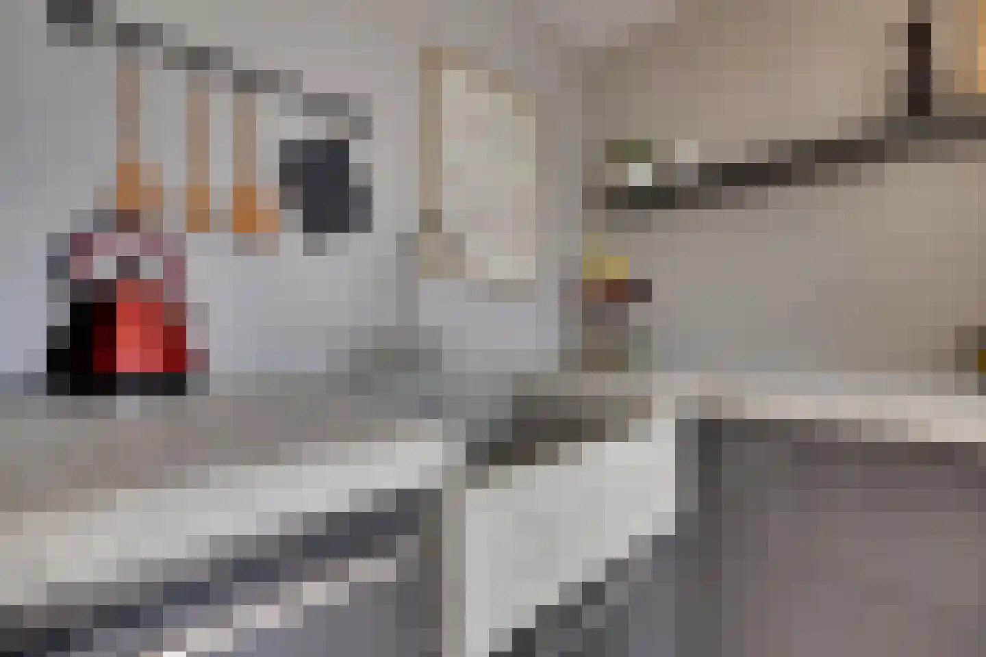 den Bogerd 15 Balgoij thumbnail 18