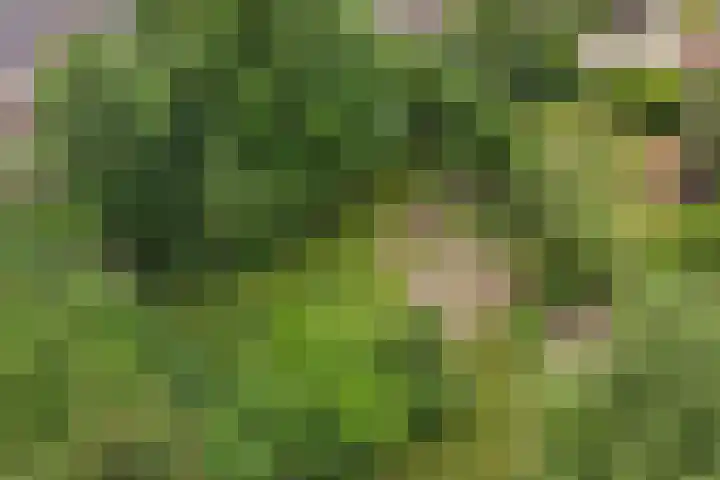 Den Borgweg 10 Rekken thumbnail 58