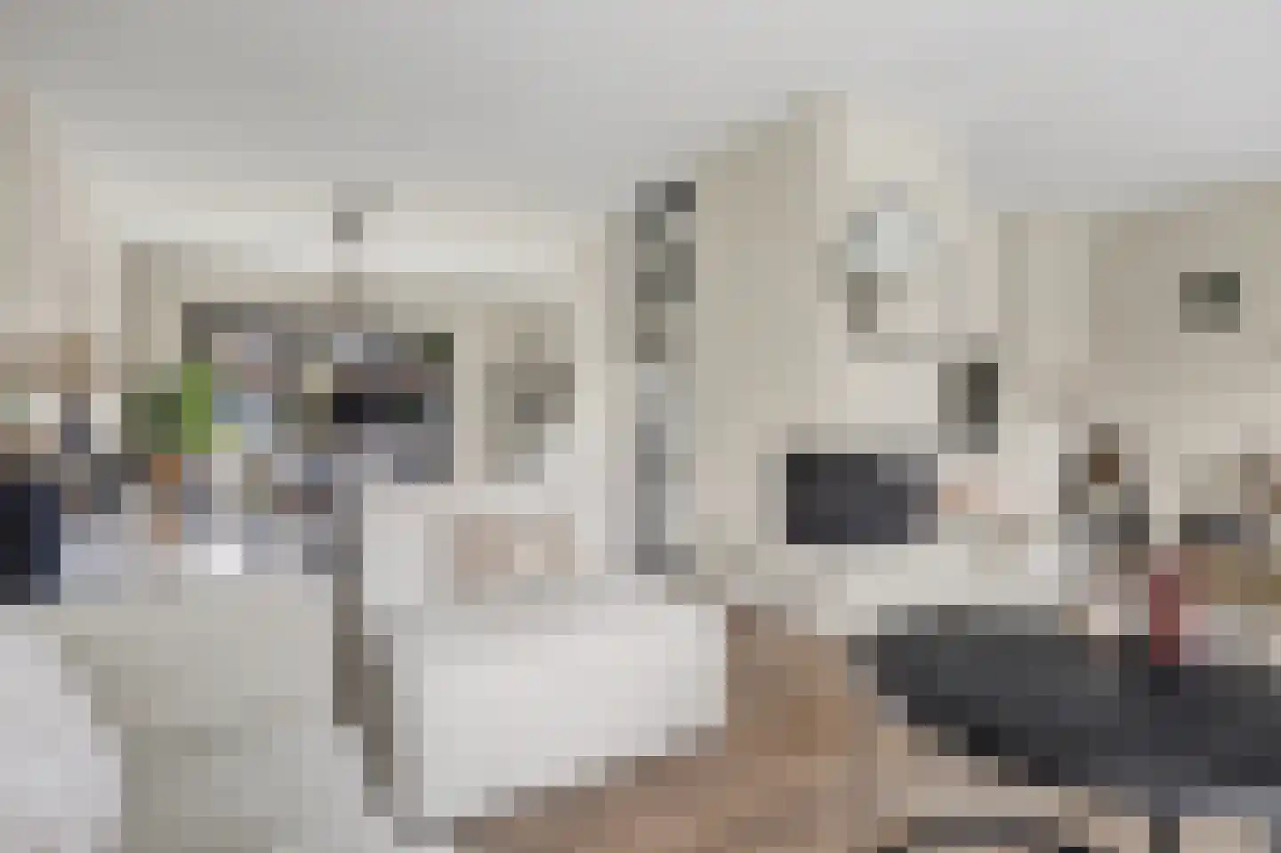 Den Bramel 20 Almelo thumbnail 9