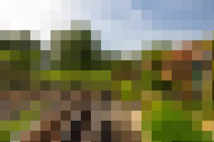 Den Broekweg 3 Brummen thumbnail 66
