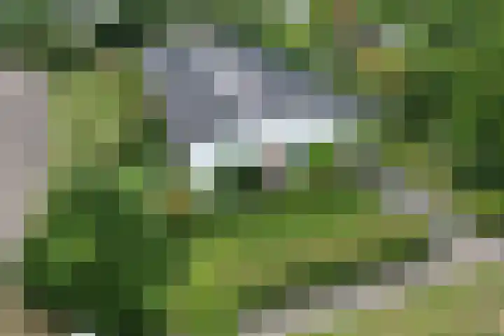 den Bruijl 33 Velp thumbnail 10
