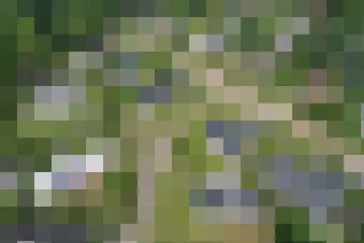 den Bruijl 33 Velp thumbnail 12