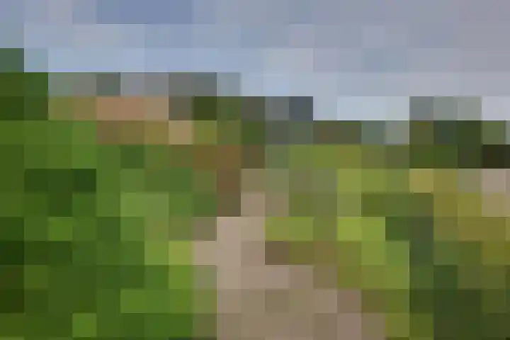 den Bruijl 33 Velp thumbnail 18
