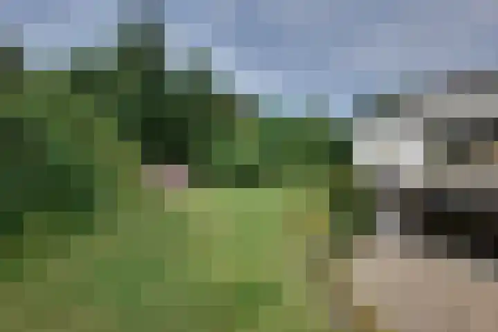 den Bruijl 33 Velp thumbnail 21