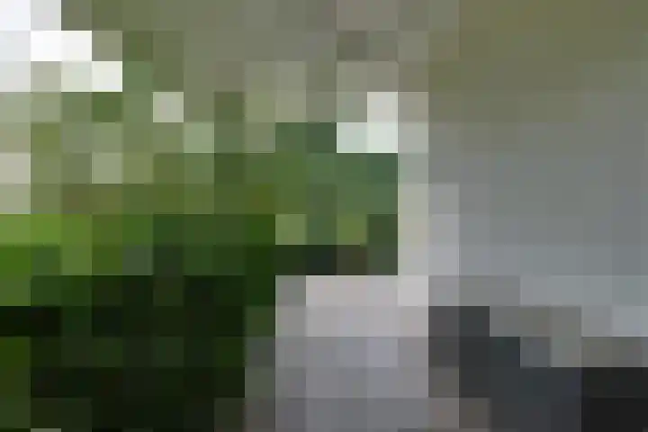 den Bruijl 33 Velp thumbnail 27