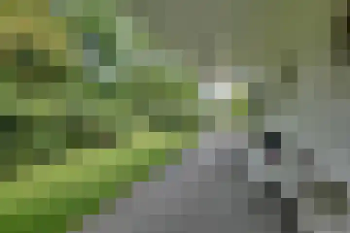 den Bruijl 33 Velp thumbnail 30