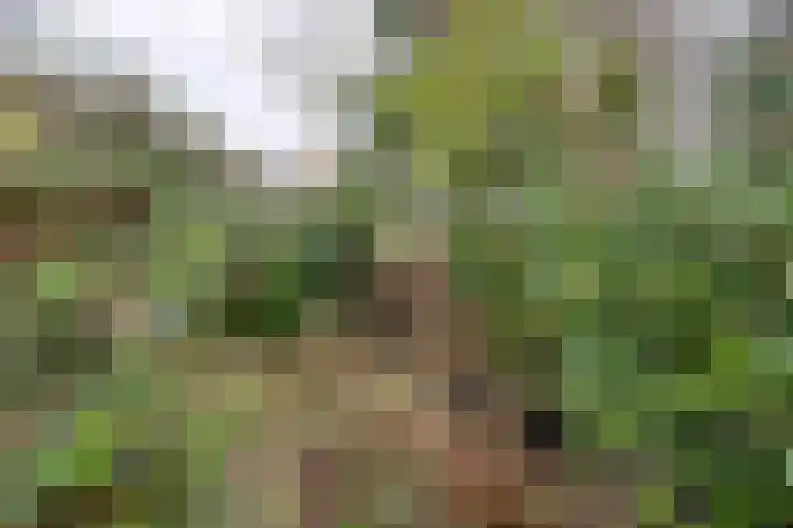 Den Burghstraat 11 Voorburg thumbnail 15