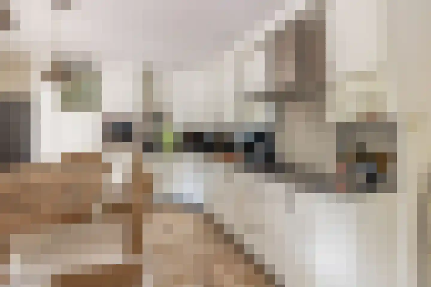 den Daal 22 Eersel thumbnail 18