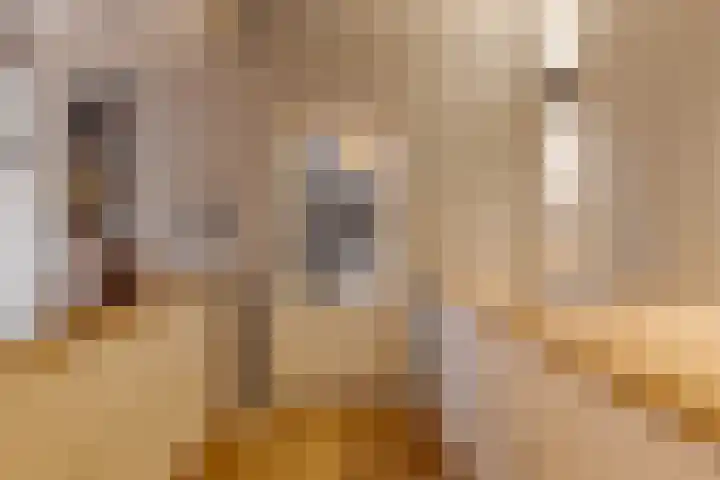 den Dam 6 Roden thumbnail 27