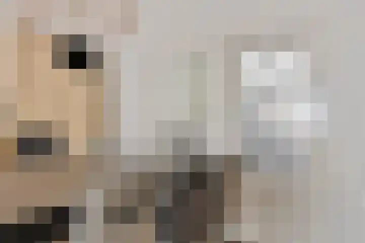 den Deel 3 Reusel thumbnail 12