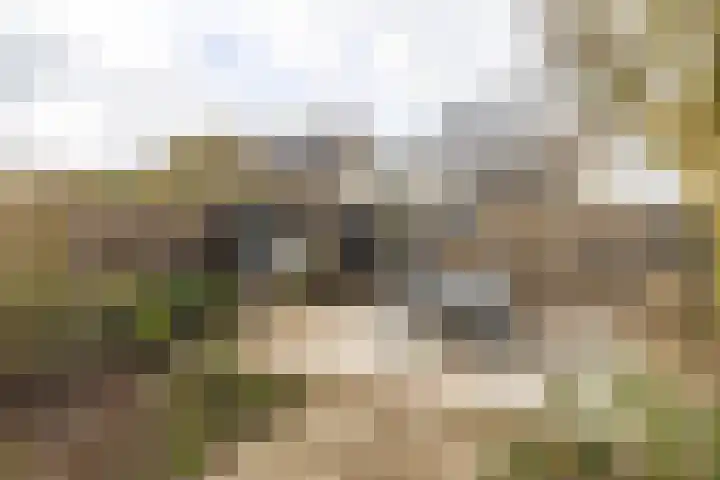 den Dries 40 Klein Zundert thumbnail 42