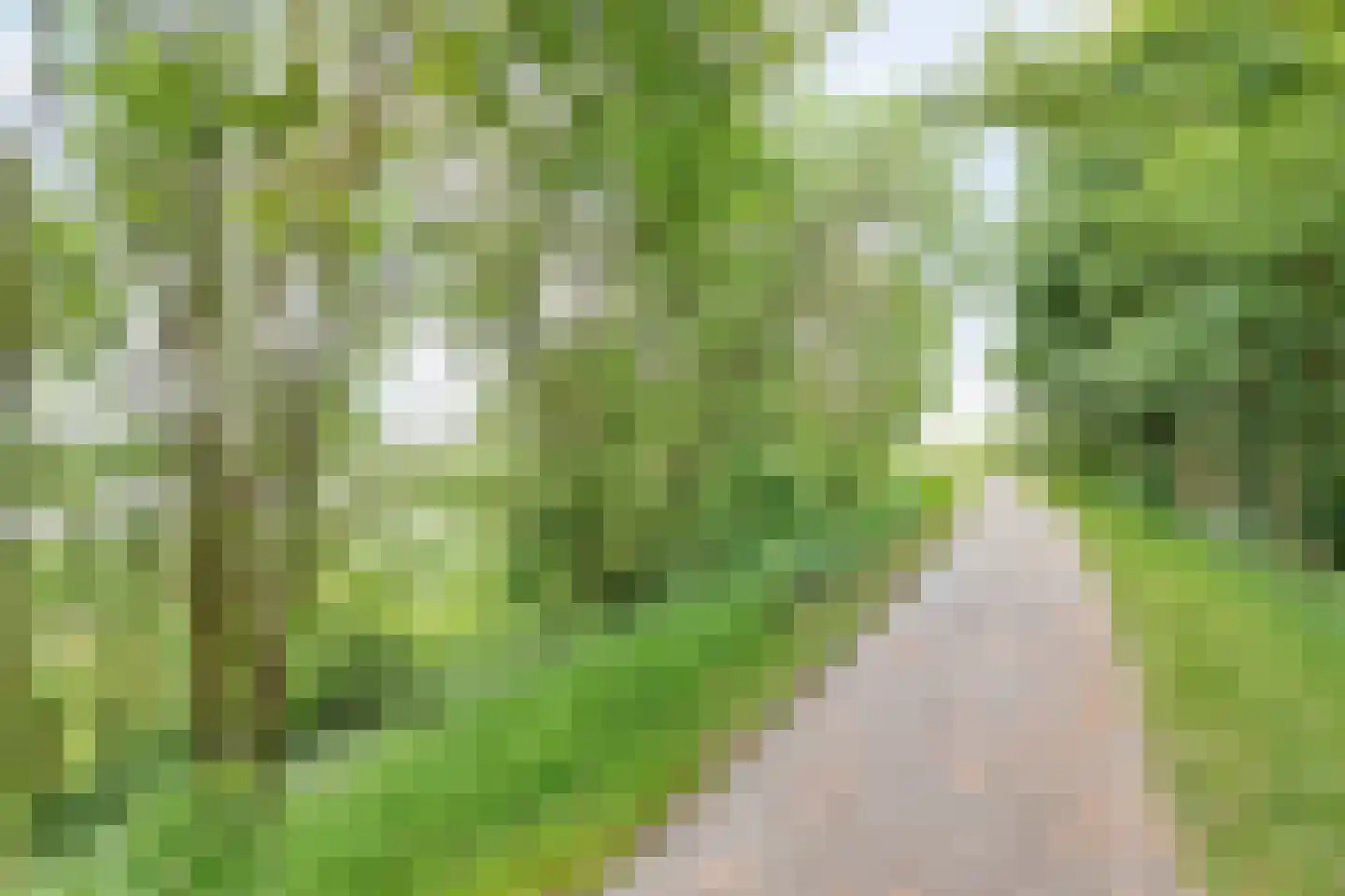 Den Drul 19 r 1 Linden thumbnail 32
