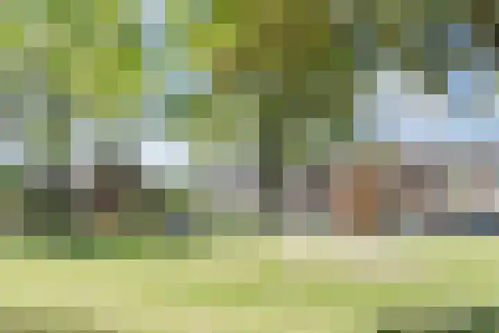 Den Haas 14 Valkenswaard thumbnail 40
