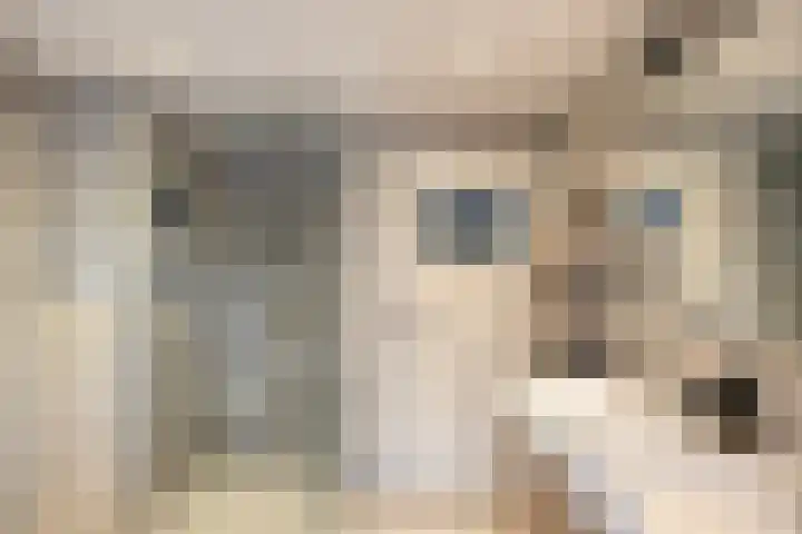 Den Haas 25 Valkenswaard thumbnail 31