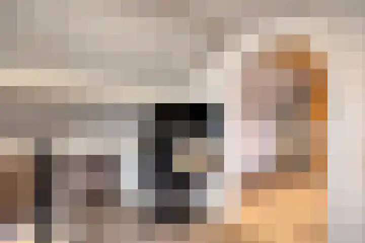 Den Haas 25 Valkenswaard thumbnail 36