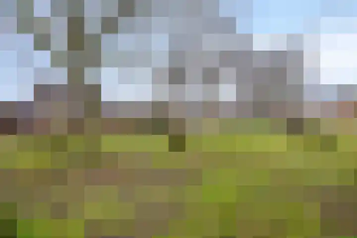 Den Haas 25 Valkenswaard thumbnail 47