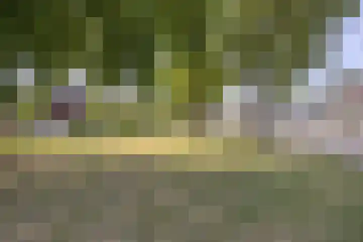 Den Haas 54 Valkenswaard thumbnail 47