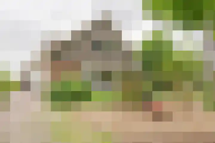 Den Ham 22 Boskoop