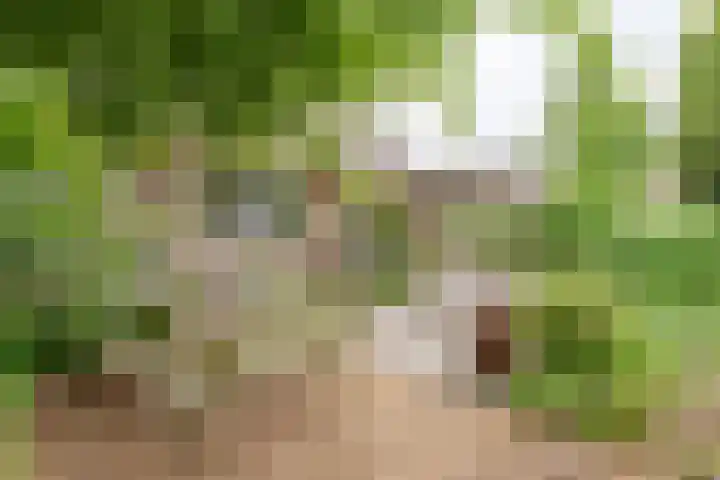 Den Ham 22 Boskoop thumbnail 11