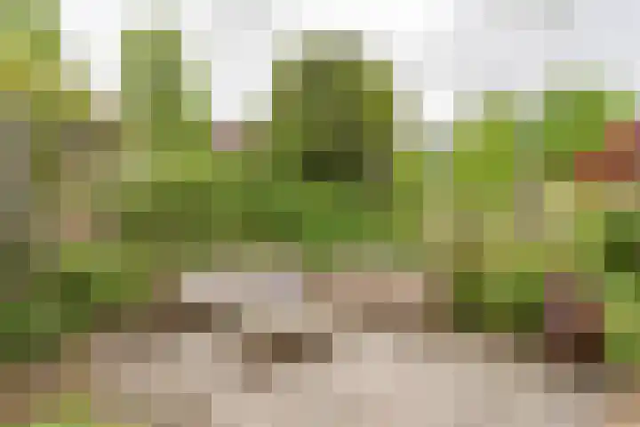 Den Ham 22 Boskoop thumbnail 12