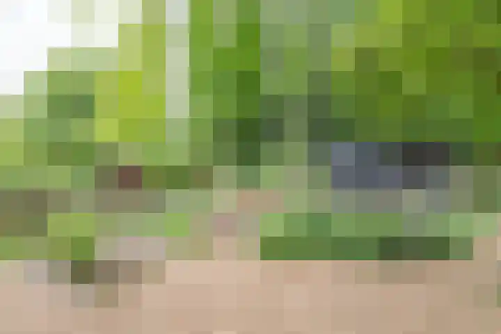 Den Ham 22 Boskoop thumbnail 13