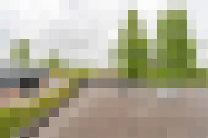 Den Ham 22 Boskoop thumbnail 29
