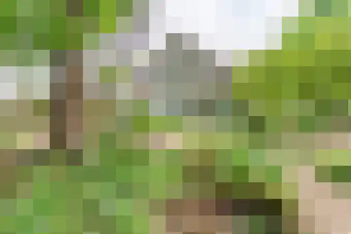 Den Ham 22 Boskoop thumbnail 35